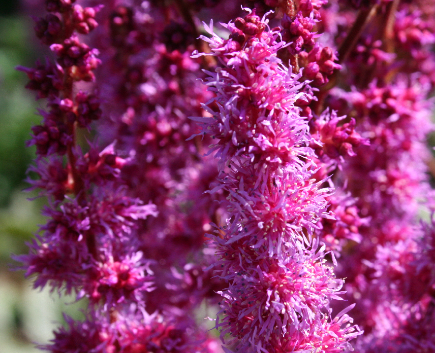 Astilbe_chinensis